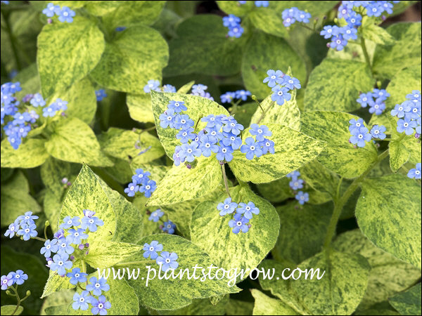 This was a striking colored plant in the spring.  Faded to green in the heat of the summer.